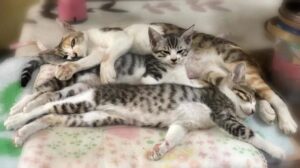 今日は何の日？－【🐱世界猫の日🐱8月8日】
